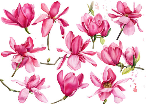 seamless pattern of pink magnolia on an isolated white background, watercolor flowers