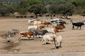 Obraz premium Bull in spain in the green field