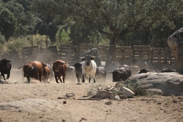 Bull in spain in the green field