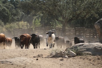 Bull in spain in the green field