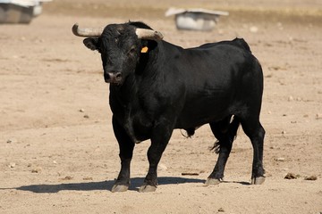 Bull in spain in the green field