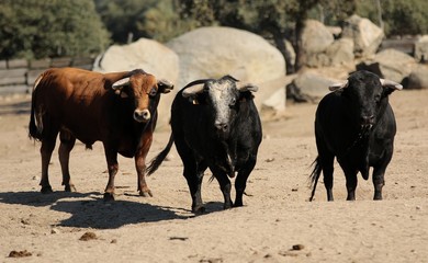 Bull in spain in the green field