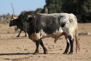 Bull in spain in the green field