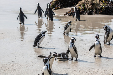 Pinguinkolonie am Boulders Beach in Simonstown