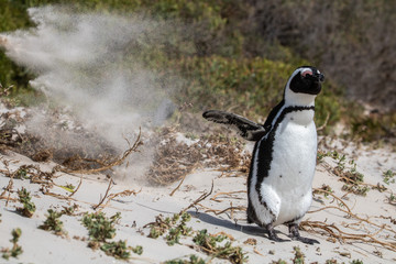Naklejka premium Pinguin am Boulders Beach in Simonstown