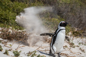 Naklejka premium Pinguin am Boulders Beach in Simonstown