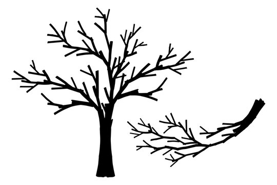 Universal decorative trees silhouettes without leaves, elements set white isolated. Basis graphics