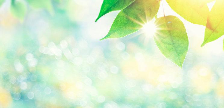 Closeup leaves and sun beam in sunny day with free space from blurred nature background. Nature or summer backdrop.