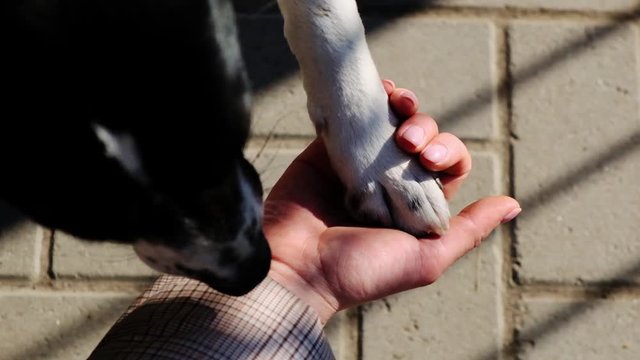 Cute puppy dog give high-five to girl. Friendship of girl and dog. Close up, Slow motion