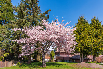 Beautiful sakura spring nature and urban background. Branches of blossoming with soft blue sky and white clouds. For easter and spring greeting cards with copy space.