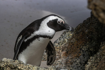 Naklejka premium Pinguin am Boulders Beach in Simonstown