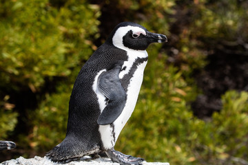 Obraz premium Pinguin am Boulders Beach in Simonstown