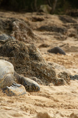 A close up of a Hawaiian Green sea turtle lounging in the sand on Laniakea Beach.