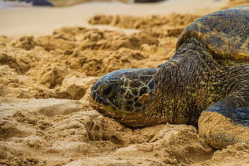 A close up of a Hawaiian Green sea turtle lounging in the sand on Laniakea Beach.