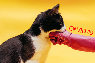 Pet virus as Coronavirus infection in a cat
