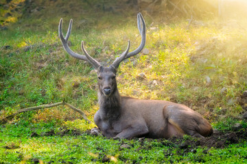 Fototapeta premium Male sambar (Rusa unicolor) deer resting in the forest. Sambar is large deer native to Indian subcontinent and listed as vulnerable spices. Ranthambore National Park, Rajasthan, India. Horizontal pan
