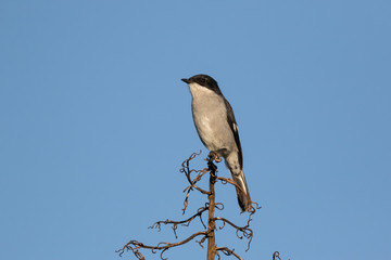 Fiscal flycatcher perched on a branch in a tree