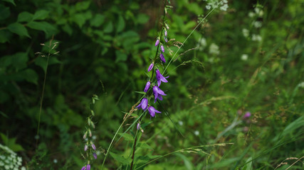 A wildflower in July in a meadow close-up