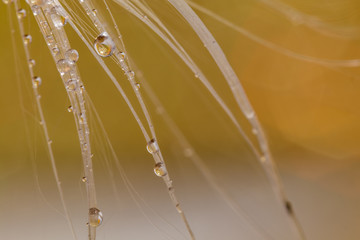 Abstract macro water drops on a silky seed pod with vivid background