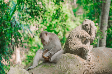 A funny monkey is sitting next to a statue of a monkey and eating a coconut. Monkeys in their natural habitat.