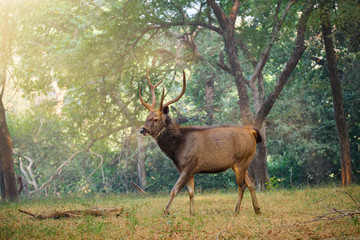 Male sambar (Rusa unicolor) deer walking in the forest. Sambar is large deer native to Indian subcontinent and listed as vulnerable spices. Ranthambore National Park, Rajasthan, India