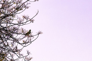 a green pigeon on a tree against a beautiful lavender sky background