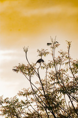 a bird on a tree against a yellowish sky background pied myna