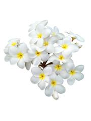 Naklejka na ściany i meble Beautiful White plumeria flowers isolated on White background.
