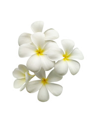 Beautiful White plumeria flowers isolated on White background.	