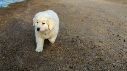 Tatra shepherd puppy on the snowy beach