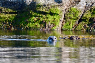 sea lion swimming beside island