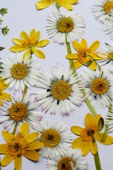 Pressed daisy and lesser celandine yellow flowers , a natural  springtime pattern 