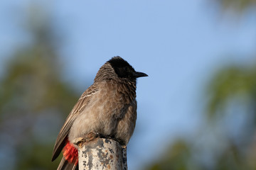 red winged blackbird bulbul gains a blurry background