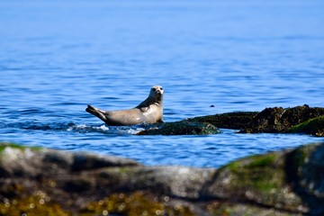 sea lion on a rock island in ocean