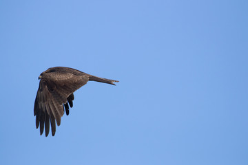 kite with a wing span against a blue sky