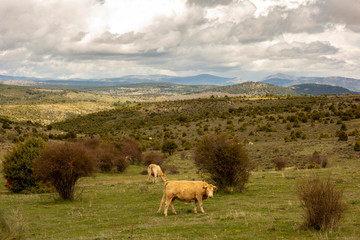 Naklejka premium Landscape with far view of mountains on Saint James way, Camino de Levante at San Bartolome de Pinares from Toledo to Avila, Spain