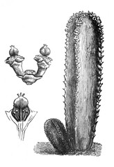 Euphorbia officinarum or Spurge plant / Antique engraved illustration from Brockhaus Konversations-Lexikon 1908