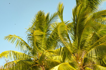 Fototapeta premium Palm Trees