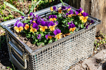 Summer and spring flowers pansies in a metal box in the garden for a rustic design loft style.