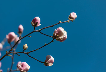 Magnolia tree blossom.