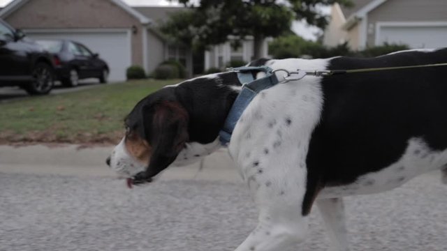 Dog out for a walk in neighborhood