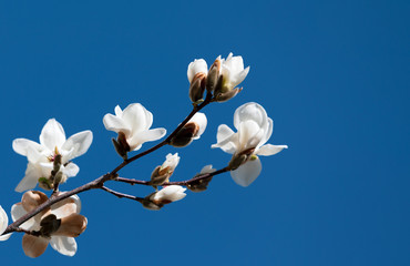 Magnolia tree blossom.