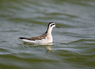 The red-necked phalarope (Phalaropus lobatus) floats in the green water close up photo