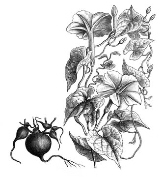 Jalap plant (Ipomoea purga) / Antique engraved illustration from Brockhaus Konversations-Lexikon 1908