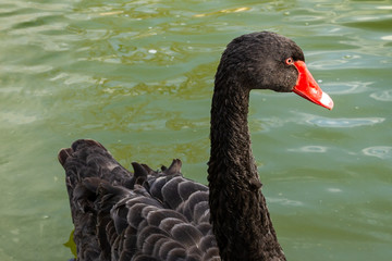 Swan on water surface.