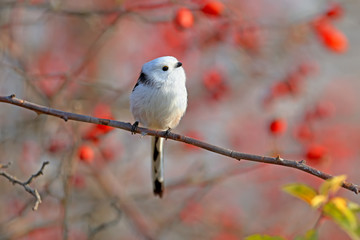 Fototapeta premium long-tailed tit or long-tailed bushtit (Aegithalos caudatus) sits on a branch of wild rose bush against a background of red berries and sky