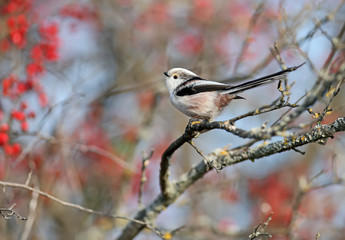 long-tailed tit or long-tailed bushtit (Aegithalos caudatus) sits on a branch of hawthorn  bush...