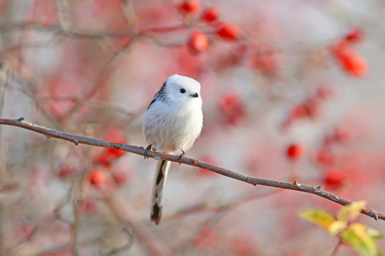 long-tailed tit or long-tailed bushtit (Aegithalos caudatus) sits on a branch of wild rose bush against a background of red berries and sky