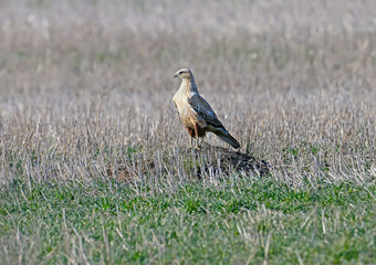 The long-legged buzzard (Buteo rufinus) sits on a hill in the middle of a hunting field