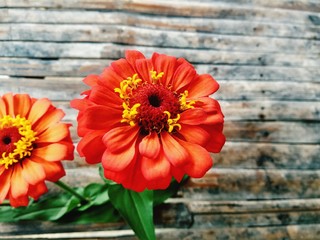 red flower on wooden background
